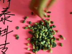 河南神泰环保科技 高品质沙石、砾石、卵石产品列表及其环保特性